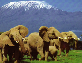 Kenya Tours Packages