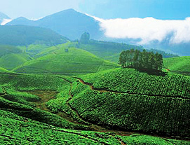 Munnar Holiday Tours