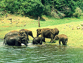 Cochin Thekkady Holiday Tours